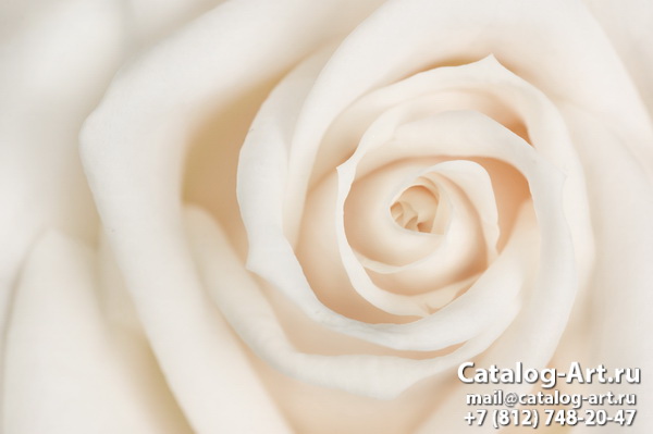 White roses 32